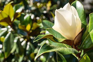 Beautiful white Magnolia blooming on the tree