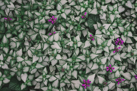 Green leaves of lamb speckled and purple flowers in the garden,, a Nature Photo by ndanko
