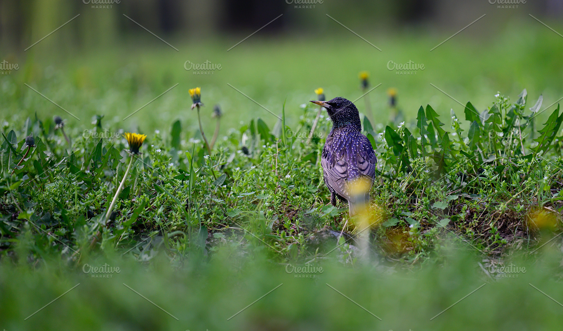 A starling with colorful, shiny plumage stands with its back to, an Animal Photo by ndanko
