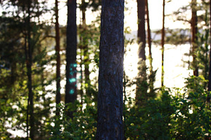 Tree in a sunset