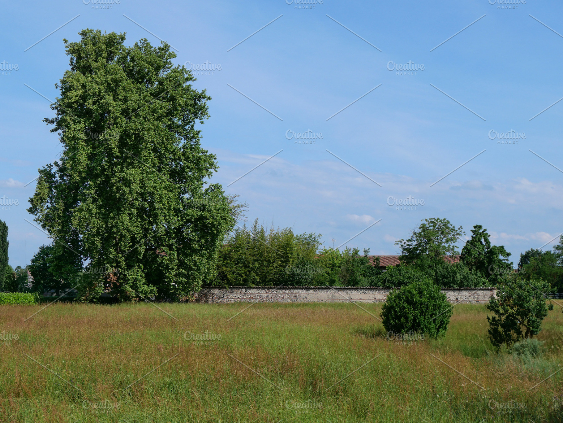 plane tree scient. name Platanus, a Photo by WorldOfPhotos