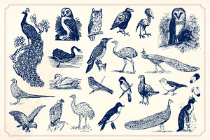 Vintage Hand Drawn Birds