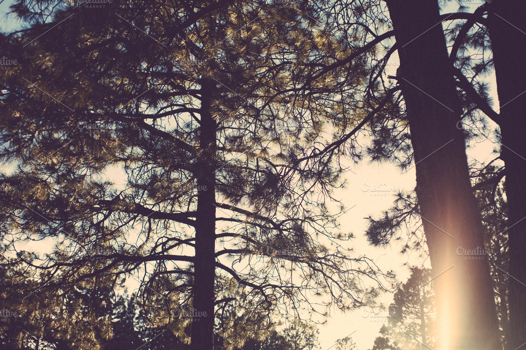 Ghosts In The Pine