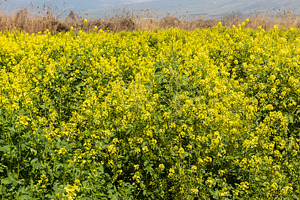 Mustard bloom near Hula Lake, a Nature Photo by Imaginarium