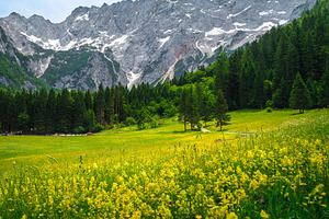 Alpine scenery with wild flowers, a Nature Photo by Alpine Dreams