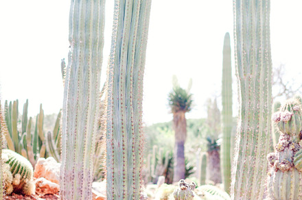 desert cactus