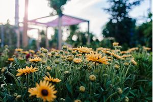 Yellow rudbeckia flowers blooming in, a Nature Photo by HalfPoint