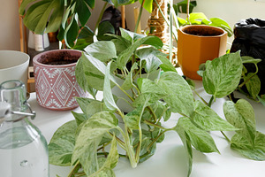 Indoor plant recovery scene with table full of houseplants and assorted care to, a Photo by matucha