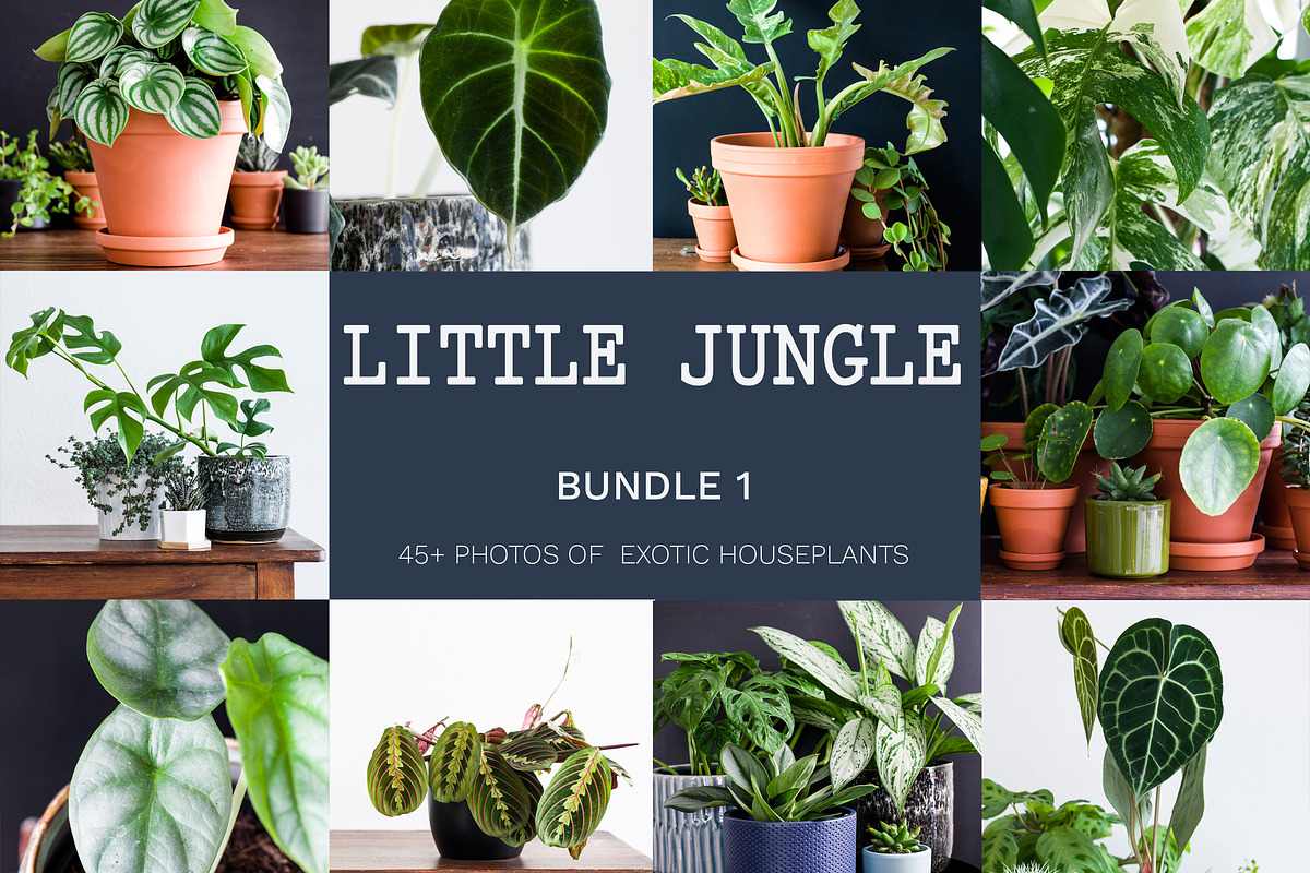 Little Jungle Image Bundle 1, a Nature Photo by Lum3n (Photo 1 of 3)