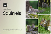 6 Image Bundle: Squirrels, an Animal Photo by Happiestscone Photography (Thumbnail 1 of 2)