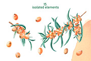 Sea Buckthorn and Ginger, a Food Illustration by SvetLana (Thumbnail 2 of 12)