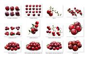 Cranberries—46 images, an Object Graphic by Hortimages (Thumbnail 2 of 8)