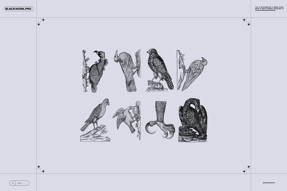 Birds of the World Illustrations, an Animal Illustration by Nomad Visuals (Photo 12 of 12)