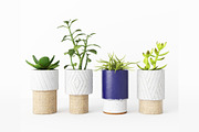 Decorative Plants, a Furniture 3D Model by 3DCargo (Thumbnail 2 of 9)