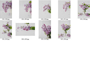 Minimalist Lilac Styled Stock, a Nature Photo by Susie Design Co (Thumbnail 2 of 3)