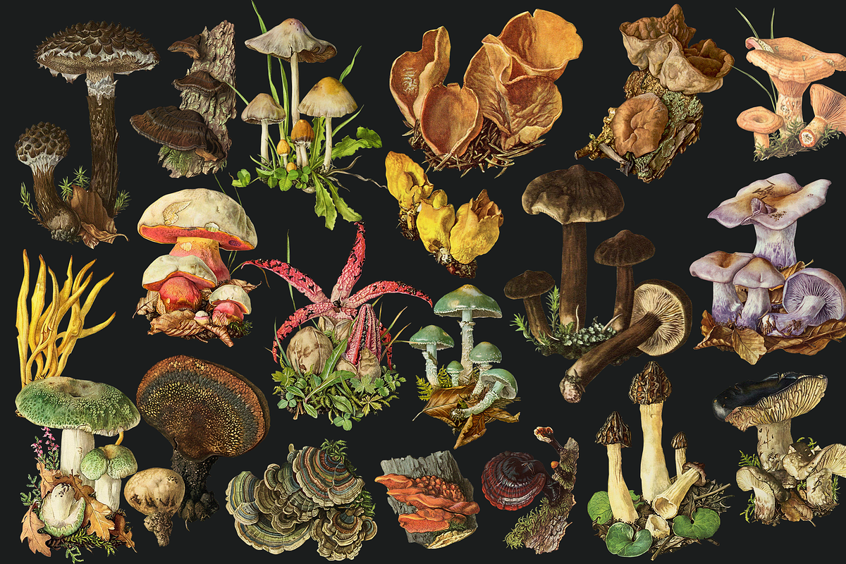 SALE! Collage Art Creator Pack 1400+, an Animal Illustration by Lilithcollageart (Photo 7 of 19)