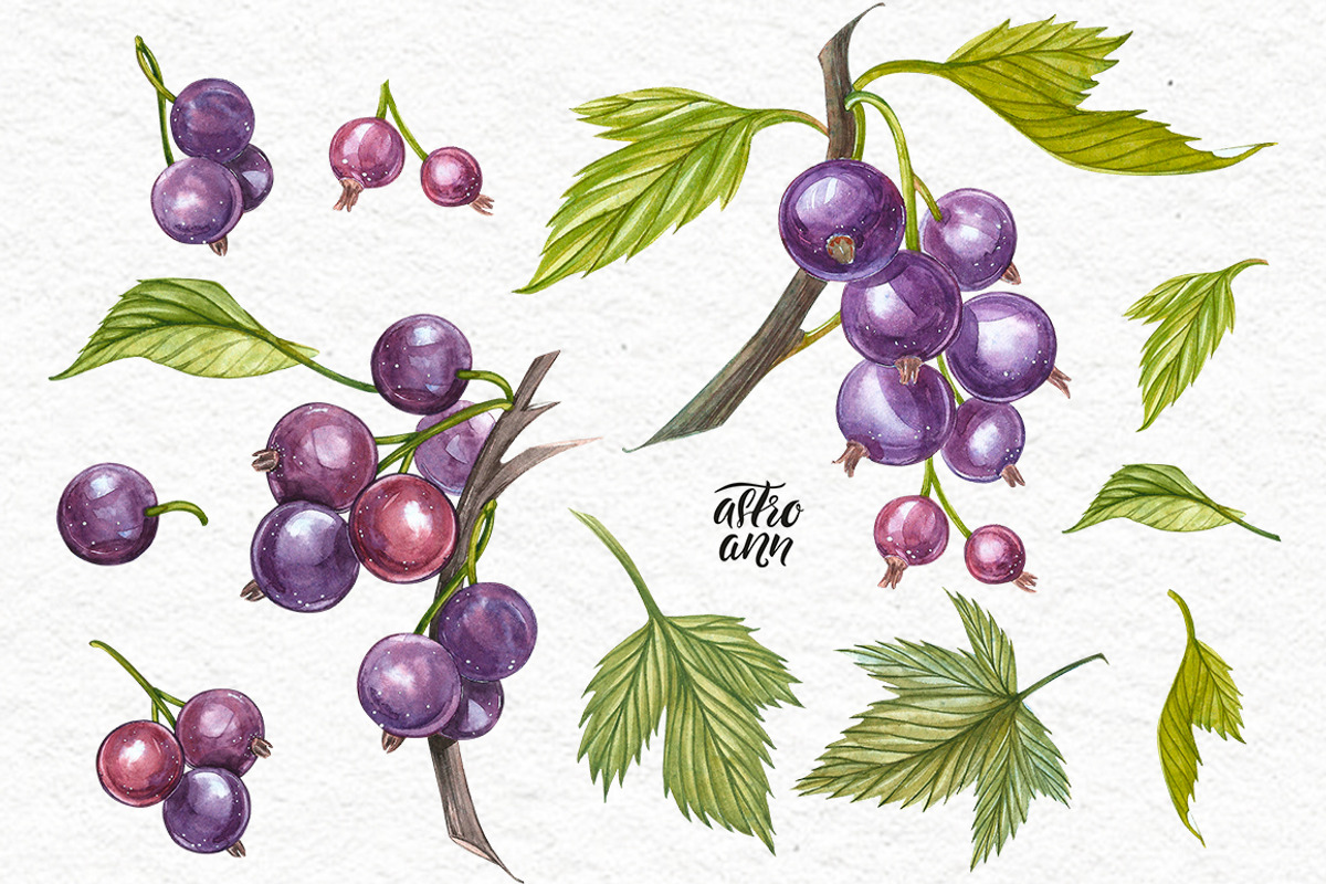 Blackcurrant in botanical style, an Illustration by Ann Astro (Photo 3 of 7)