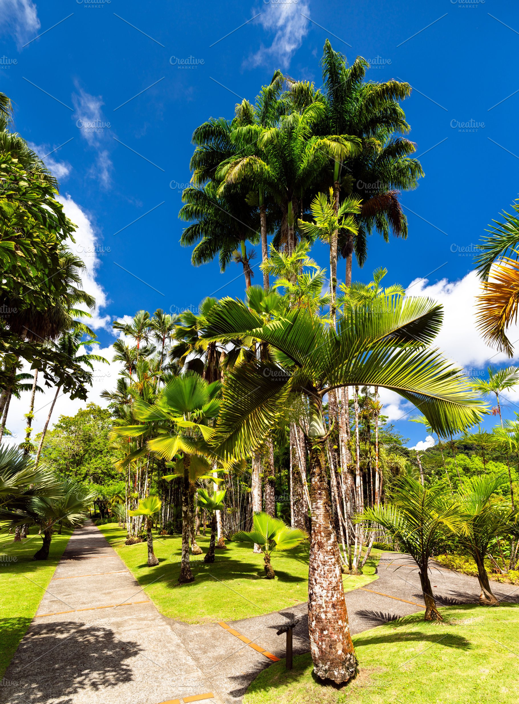 Palm trees and walking paths at Jardin de Balata in Martinique, a Nature Photo by Leonid Andronov