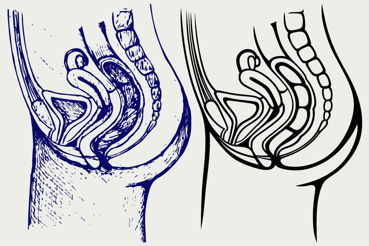 Female urinary system SVG, an Outline Icon by LineworkStock