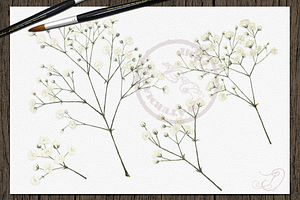 Baby's Breath Watercolor Clipart