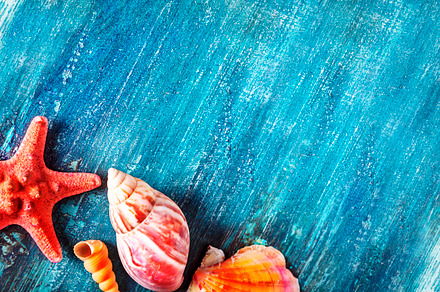 Summer holiday background banner with seashell and starfish fram, a Holiday Photo by hitdelight