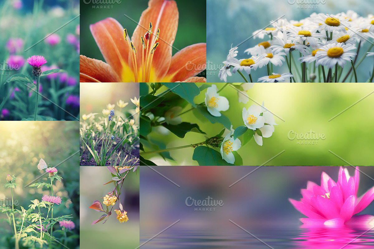 Flower collection 100 photos, a Nature Photo by Vladimir Kazimirov (Photo 13 of 14)