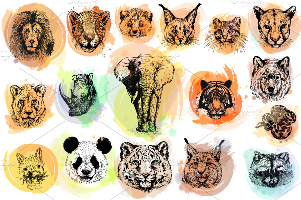 Animal Faces, an Animal Illustration by Ecaterina Sciuchina (Photo 1 of 7)
