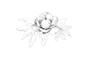 Hand Sketched Peonies