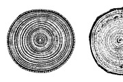 Woodlog Vector Template [i], an Object Graphic by 103cia (Thumbnail 2 of 3)