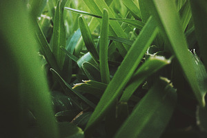 Blades stock photograph