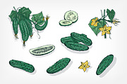 Different cucumbers, hand-drawn set, a Food Illustration by Good Studio (Thumbnail 2 of 5)