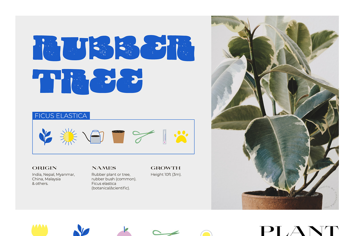 Seasonal Botany BUNDLE, an Object Graphic by Ruslana Lubenets (Photo 80 of 100)
