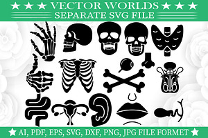 Human Anatomy SVG, Human Anatomy SVG, an Object Graphic by VectorWorlds
