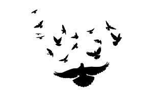 Flying birds silhouettes on white, an Animal Illustration by Nenahliadava Design