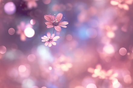 A seamless bokeh background, a Photo by Virgo Studio