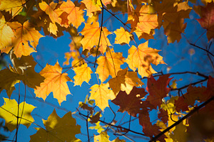 Autumn stock photo containing autumn and fall