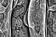 Cytoplasm, a Texture Graphic by Jennifer Lauren Creative (Thumbnail 7 of 9)