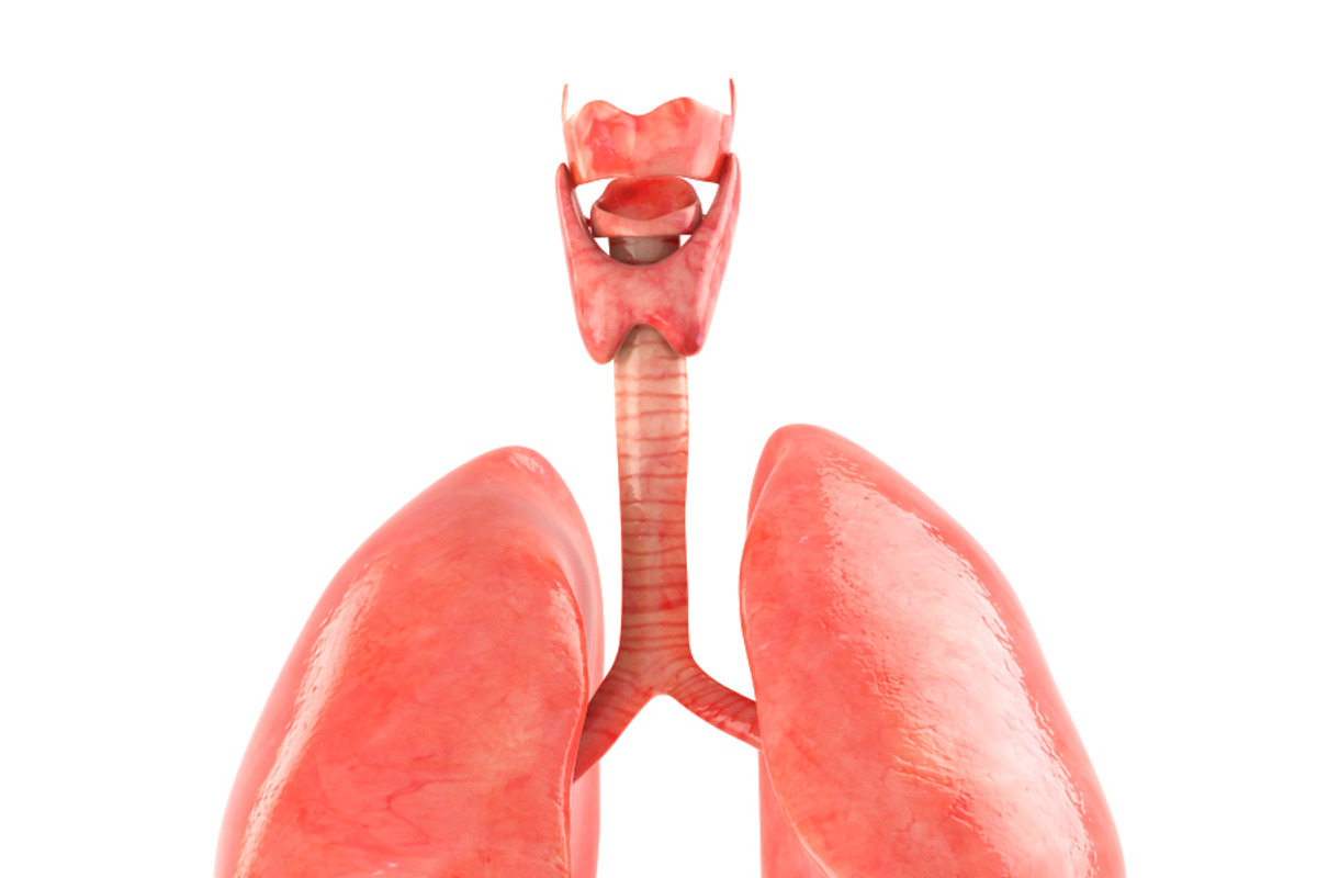 Lungs animated, a Characters & Person 3D Model by konstantin.ermolaev (Photo 5 of 13)