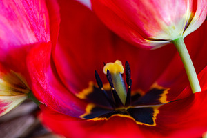 Close up of red tulip's petal in bouquet, a Nature Photo by Anna Bogush