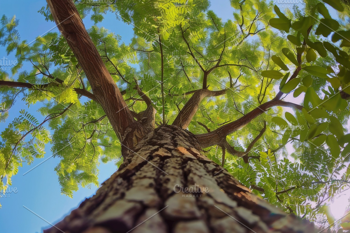 98 Trees view from below, a Nature Photo by Handmadefont (Photo 33 of 98)