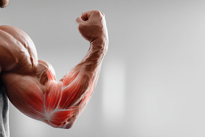 Muscular man lifting weights to build strength and enhance fitness in a gym env, a Sports & Recreation Photo by AlyaAnd