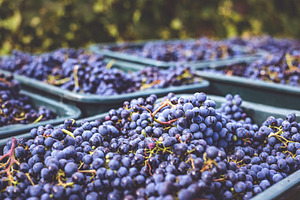 Blue vine grapes. Grapes for making ice wine. Detailed view of a frozen grape v, a Food & Drink Photo by Mark Borbely