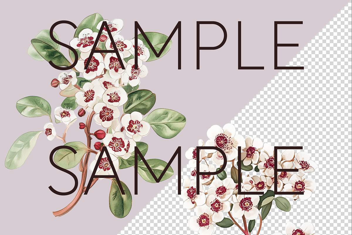 Fragonia Australian Floral Clipart, a Decorative Illustration by Pawcasso's Portraits (Photo 3 of 6)