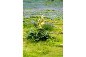 Rhubarb is often found in Iceland at, a Nature Photo by Backyard Stock