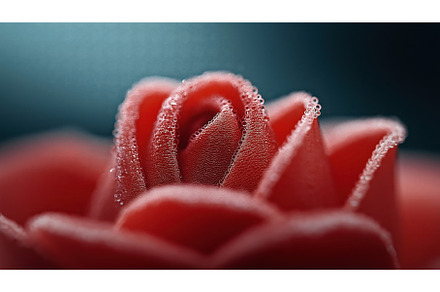 Close-up of a red rose bud with dew, a Nature Photo by Sergey Kotenev