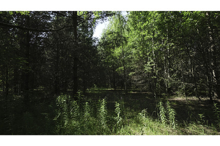 A Vibrant and Lush Forest Scene, an Animal Photo by Media Whale Stock
