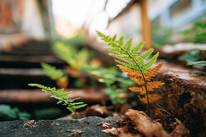 Wild plants thrive in abandoned stairway of neglected building, a Nature Photo by AlyaAnd
