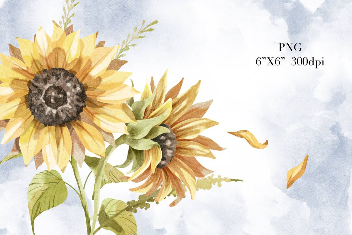 Sunflowers Watercolor Clipart., a Decorative Illustration by NKTKNS (Photo 4 of 6)