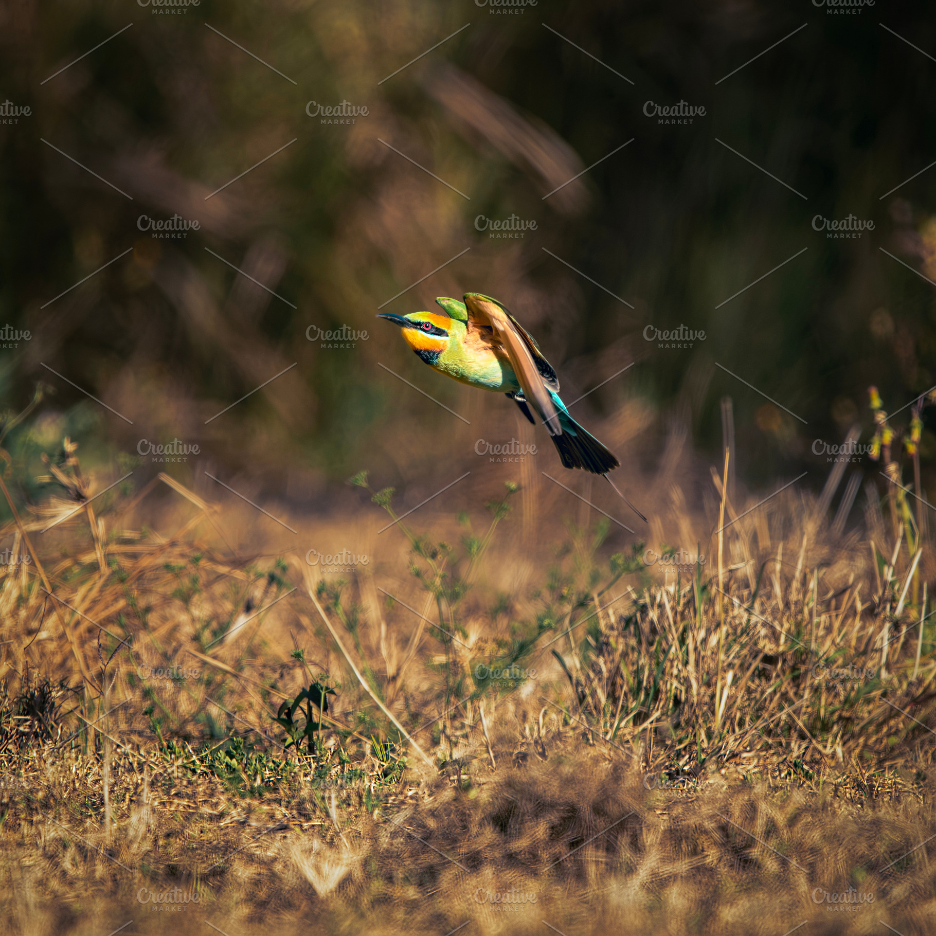 Rainbow Bee-eater, an Animal Photo by Rob D Animal Photography