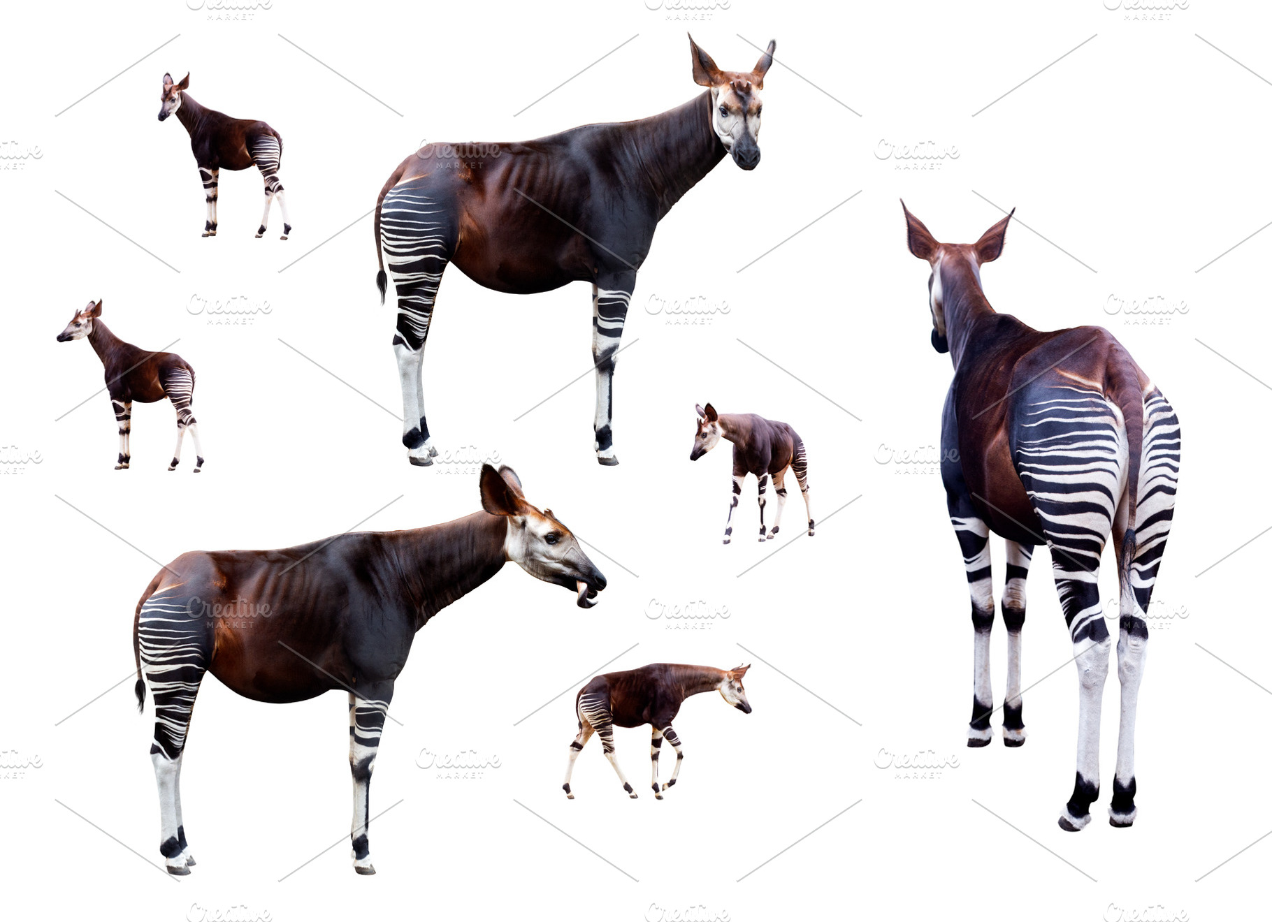 Okapi set isolated on white, an Animal Photo by UltraShop
